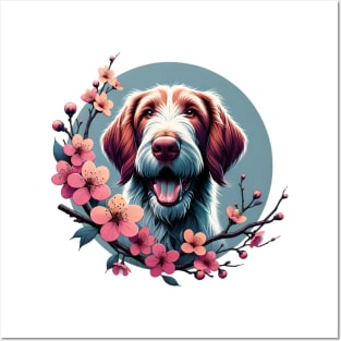 Spinone Italiano Delights in Spring Cherry Blossoms Posters and Art